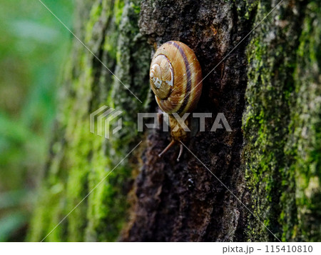 コナラの樹肌を移動するミスジマイマイ 115410810