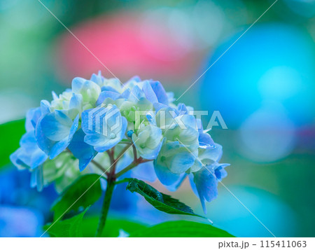 雨の日のアジサイ 115411063