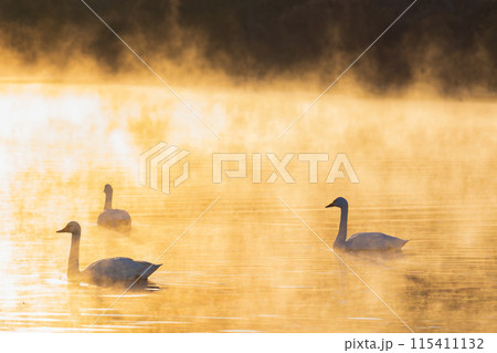 埼玉川島町の冬　白鳥飛来地　川霧の中に佇む白鳥 115411132