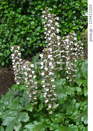 アカンサス 115411203