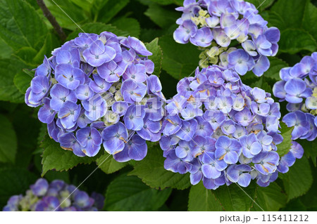 フラウ・ヨシコ フラウ・ヨシコ 115411212
