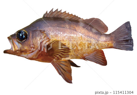 岩礁帯に生息する美味釣魚、大きな目をした黒メバルの魚体をイラスト風にレタッチ加工した切り抜き画像。 115411304