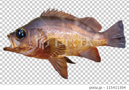 岩礁帯に生息する美味釣魚、大きな目をした黒メバルの魚体をイラスト風にレタッチ加工した切り抜き画像。 115411304