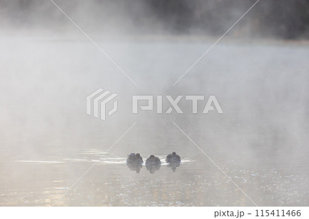 埼玉川島町の冬　白鳥飛来地　川霧の中に佇む鴨 115411466