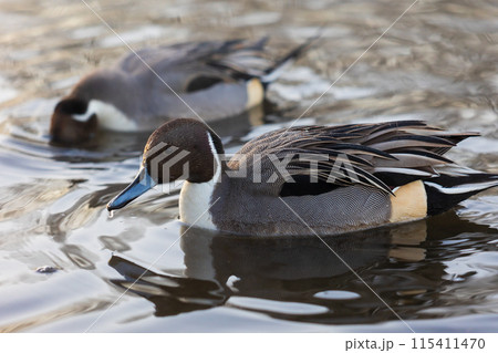 埼玉川島町の冬　白鳥飛来地　食事中の鴨 115411470