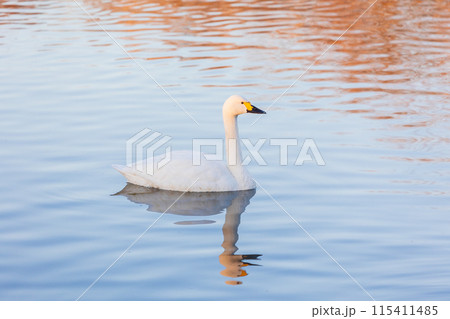 埼玉川島町の冬　白鳥飛来地　優雅に泳ぐ白鳥 115411485