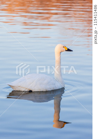 埼玉川島町の冬 白鳥飛来地 優雅に泳ぐ白鳥 埼玉川島町の冬 白鳥飛来地 優雅に泳ぐ白鳥 115411486