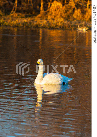 埼玉川島町の冬　白鳥飛来地　優雅に泳ぐ白鳥 115411487