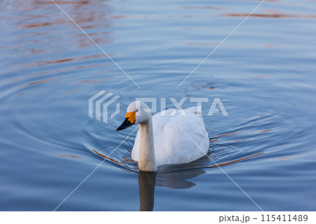 埼玉川島町の冬　白鳥飛来地　優雅に泳ぐ白鳥 115411489