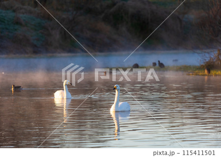 埼玉川島町の冬　白鳥飛来地　川霧の中に佇む白鳥 115411501