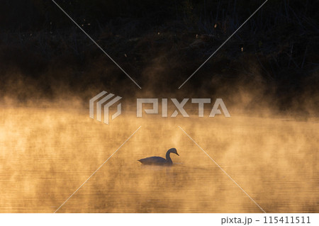 埼玉川島町の冬　白鳥飛来地　川霧の中に佇む白鳥 115411511