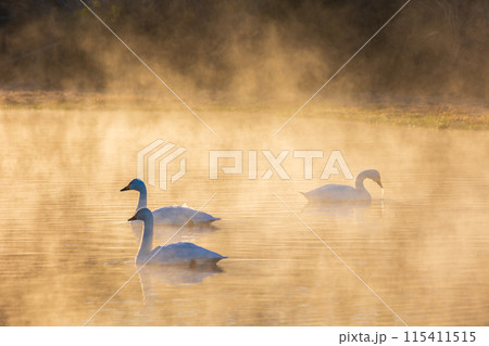 埼玉川島町の冬　白鳥飛来地　川霧の中に佇む白鳥 115411515