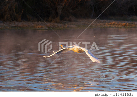 埼玉川島町の冬　白鳥飛来地　飛び立つ白鳥 115411633
