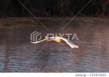 埼玉川島町の冬　白鳥飛来地　飛び立つ白鳥 115411635