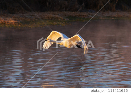 埼玉川島町の冬　白鳥飛来地　飛び立つ白鳥 115411636