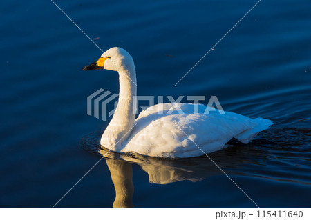 埼玉川島町の冬　白鳥飛来地　優雅に泳ぐ白鳥 115411640