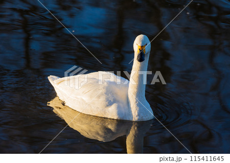埼玉川島町の冬　白鳥飛来地　優雅に泳ぐ白鳥 115411645
