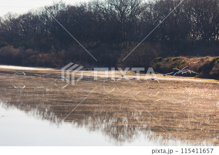 埼玉川島町の冬　白鳥飛来地　飛び立つ白鳥 115411657