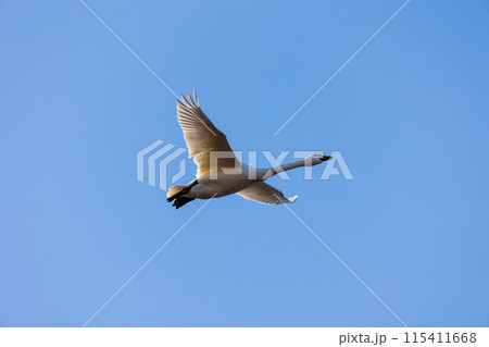 埼玉川島町の冬　白鳥飛来地　空を飛ぶ白鳥 115411668