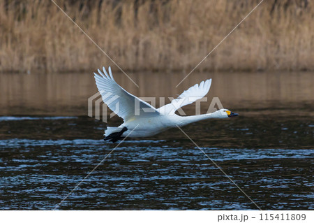 埼玉深谷市の冬　白鳥飛来地　飛び立つ白鳥 115411809