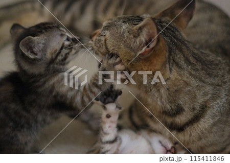 子猫 子猫 115411846