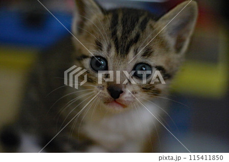 子猫 子猫 115411850