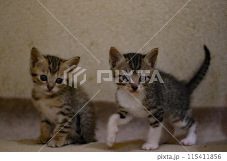 子猫 子猫 115411856