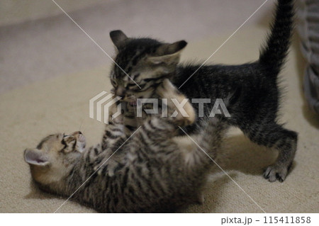 子猫 子猫 115411858