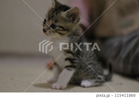 子猫 115411860