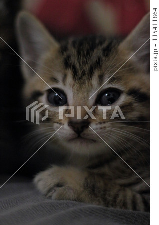 子猫 子猫 115411864