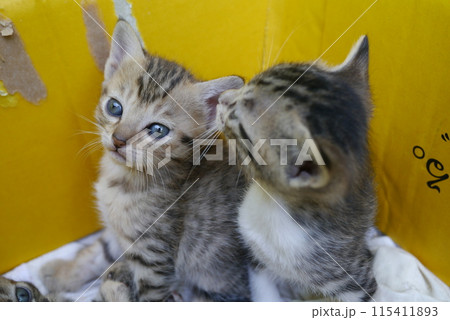 子猫 子猫 115411893