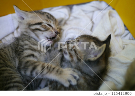 子猫 子猫 115411900