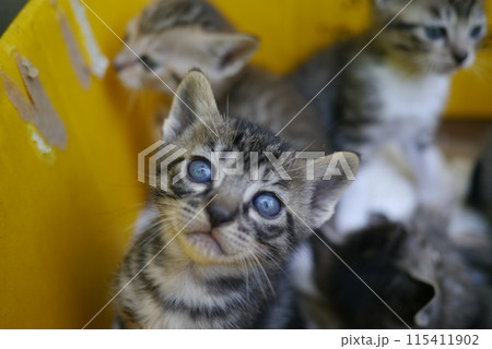子猫 115411902