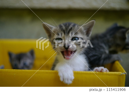 子猫 子猫 115411906