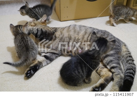 子猫 子猫 115411907