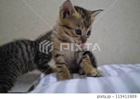 子猫 子猫 115411909