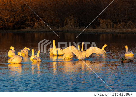 埼玉川島町の冬　白鳥飛来地　優雅に泳ぐ白鳥 115411967