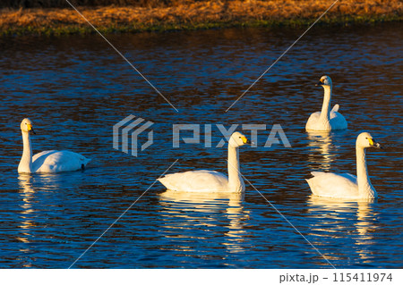 埼玉川島町の冬　白鳥飛来地　優雅に泳ぐ白鳥 115411974
