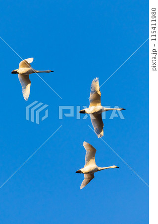 埼玉川島町の冬　白鳥飛来地　空を飛ぶ白鳥 115411980