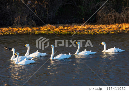 埼玉川島町の冬　白鳥飛来地　優雅に泳ぐ白鳥 115411982