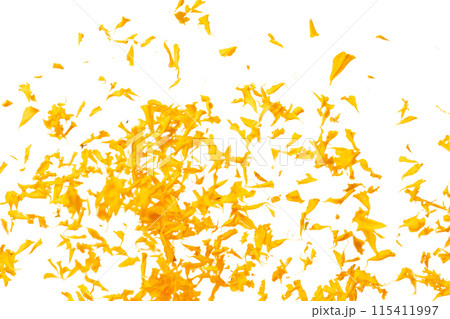 Yellow Marigold petals falling romantic white background isolated with yellow marigold flower petals flying. Religious floral spring season, ritual invitation yellow marigold petals in mid air 115411997