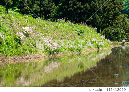 翁草の映り込み 115412039