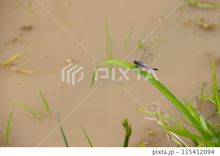 水田の稲の苗に止まるコフキトンボの生態写真 115412094