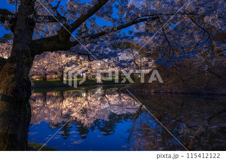 青森県 弘前さくら祭り夜桜02 115412122