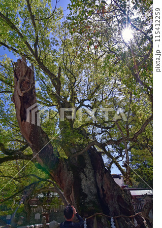 四国5月の景色　天然記念物大山祇神社楠群の一つ｢乎千命御手植の楠｣　枝の間から覗く快晴の青空と日光 115412259