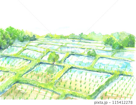 水彩で描いた田舎の田んぼの風景 115412278