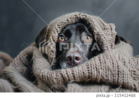 Cute labrador dog pokes its head out of the blanket on a comfortable bed. Pet. Animals. 115412488