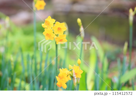 黄色のスイセンの花　タリア 115412572