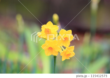 黄色のスイセンの花　タリア 115412573