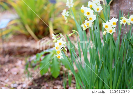 スイセンの花 スイセンの花 115412579